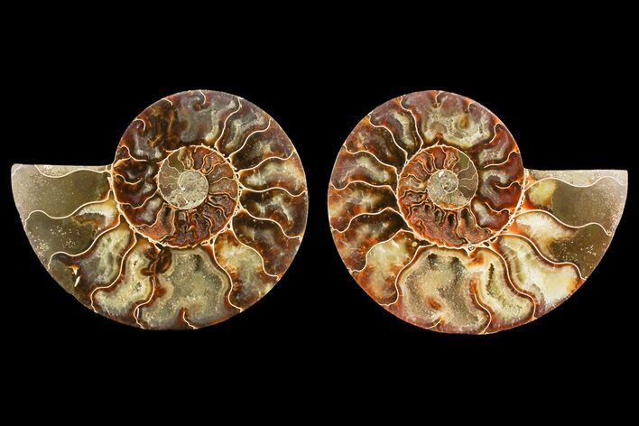 Agate Replaced Ammonite Fossil - Madagascar #150896
